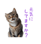 猫ミーム☆年末年始【お正月・あけおめ】（個別スタンプ：11）