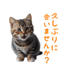 猫ミーム☆年末年始【お正月・あけおめ】（個別スタンプ：16）