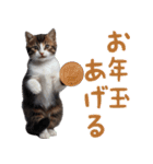 猫ミーム☆年末年始【お正月・あけおめ】（個別スタンプ：20）