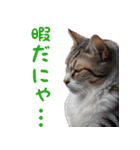 猫ミーム☆年末年始【お正月・あけおめ】（個別スタンプ：21）