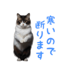 猫ミーム☆年末年始【お正月・あけおめ】（個別スタンプ：22）