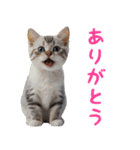 猫ミーム☆年末年始【お正月・あけおめ】（個別スタンプ：25）