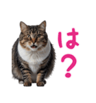 猫ミーム☆年末年始【お正月・あけおめ】（個別スタンプ：28）