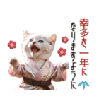 リアル着物ねこ♡年末年始 年賀（個別スタンプ：22）