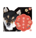 柴犬 黒柴きのこの日常15 お正月編（個別スタンプ：3）