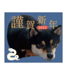 柴犬 黒柴きのこの日常15 お正月編（個別スタンプ：4）