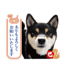 柴犬 黒柴きのこの日常15 お正月編（個別スタンプ：5）