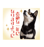 柴犬 黒柴きのこの日常15 お正月編（個別スタンプ：7）