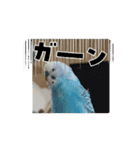 動く愛しの鳥ちゃん＆猫ちゃん♡（個別スタンプ：6）