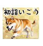 柴犬のあけおめスタンプ（個別スタンプ：11）