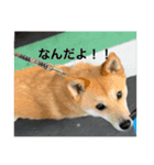 カゲトラスタンプ（個別スタンプ：7）
