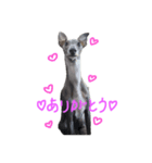 うちのMax ①（個別スタンプ：1）