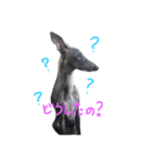 うちのMax ①（個別スタンプ：7）