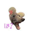 うちのMax ①（個別スタンプ：8）