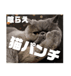 1年中使えちゃう銀ちゃん（個別スタンプ：20）