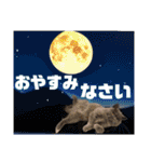 1年中使えちゃう銀ちゃん（個別スタンプ：30）