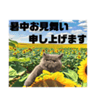 1年中使えちゃう銀ちゃん（個別スタンプ：36）