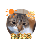 読み聞かせさんと猫（個別スタンプ：1）