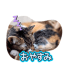 読み聞かせさんと猫（個別スタンプ：2）