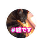 読み聞かせさんと猫（個別スタンプ：5）