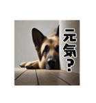 壁から覗く犬～シェパード～（個別スタンプ：19）