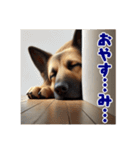 壁から覗く犬～シェパード～（個別スタンプ：21）