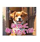 伝えたい！犬のきもち」（個別スタンプ：6）