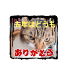 お正月読み聞かせさんと猫スタンプ（個別スタンプ：7）