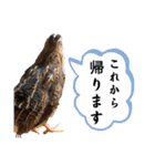 動物いろいろ集めました（個別スタンプ：5）