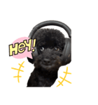 黒ポメプおこげくん（個別スタンプ：1）