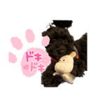 黒ポメプおこげくん（個別スタンプ：2）