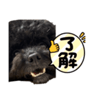 黒ポメプおこげくん（個別スタンプ：3）