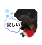 黒ポメプおこげくん（個別スタンプ：7）