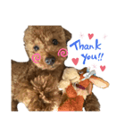 トイプードルおこわちゃん（個別スタンプ：5）