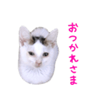 キジ白子猫 まろ（個別スタンプ：7）