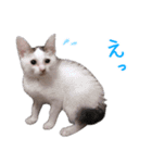 キジ白子猫 まろ（個別スタンプ：8）