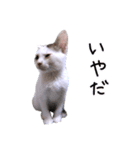 キジ白子猫 まろ（個別スタンプ：31）