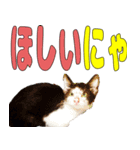 ねこのにくまん（個別スタンプ：12）