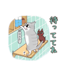 サバトラ白ねこ（個別スタンプ：24）