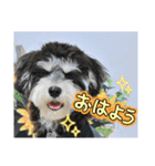 晴れ時々、レオ（個別スタンプ：1）