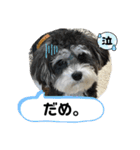 晴れ時々、レオ（個別スタンプ：4）