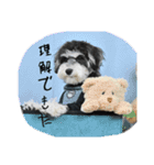 晴れ時々、レオ（個別スタンプ：6）