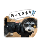 晴れ時々、レオ（個別スタンプ：15）