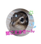 シマリス茶々とジャム 1（個別スタンプ：1）