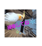 シマリス茶々とジャム 1（個別スタンプ：2）