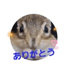 シマリス茶々とジャム 1（個別スタンプ：4）