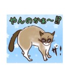 スノーシュー猫（個別スタンプ：5）