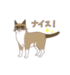 スノーシュー猫（個別スタンプ：7）