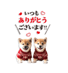 BIGでゆる可愛い❤️冬しば犬❤️よく使う（個別スタンプ：4）