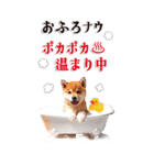 BIGでゆる可愛い❤️冬しば犬❤️よく使う（個別スタンプ：19）